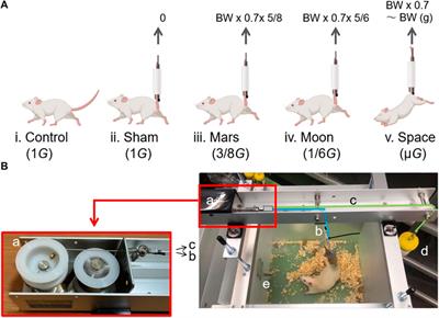 A new type of simulated partial gravity apparatus for rats based on a pully-spring system